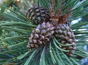Borovice pyrenejská - Pinus uncinata