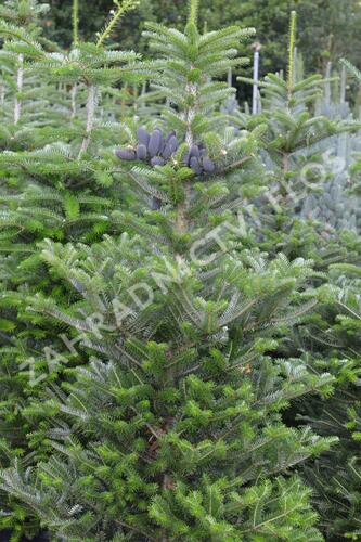 Jedle korejská - Abies koreana