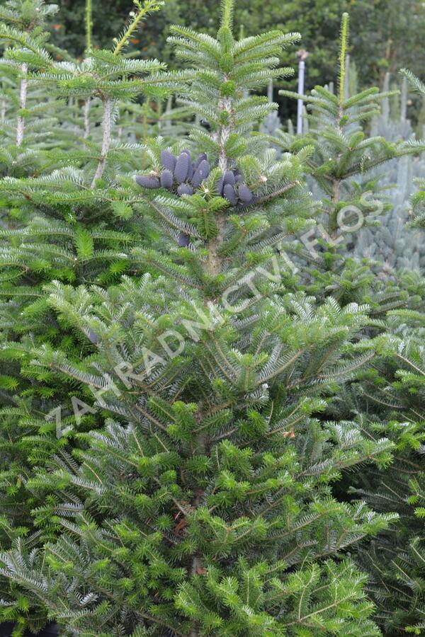 Jedle korejská - Abies koreana