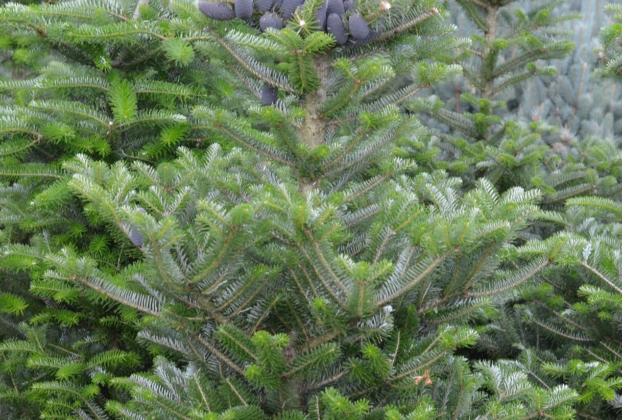 Jedle korejská - Abies koreana