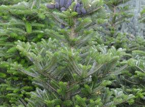 Jedle korejská - Abies koreana