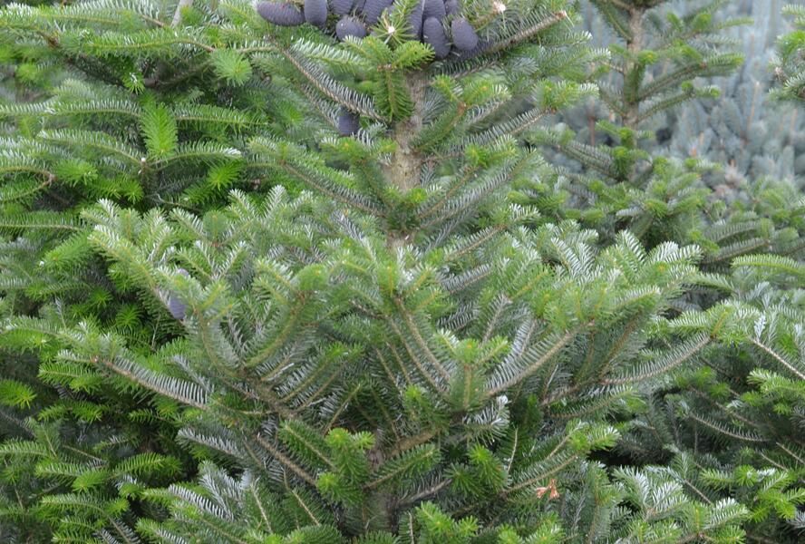 Jedle korejská - Abies koreana