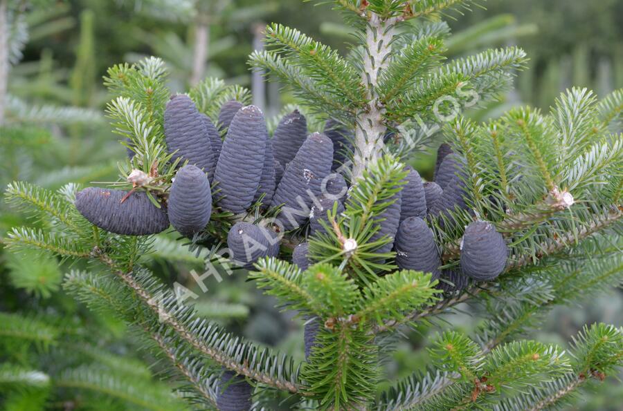 Jedle korejská - Abies koreana