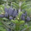Jedle korejská - Abies koreana