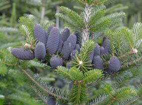 Jedle korejská - Abies koreana