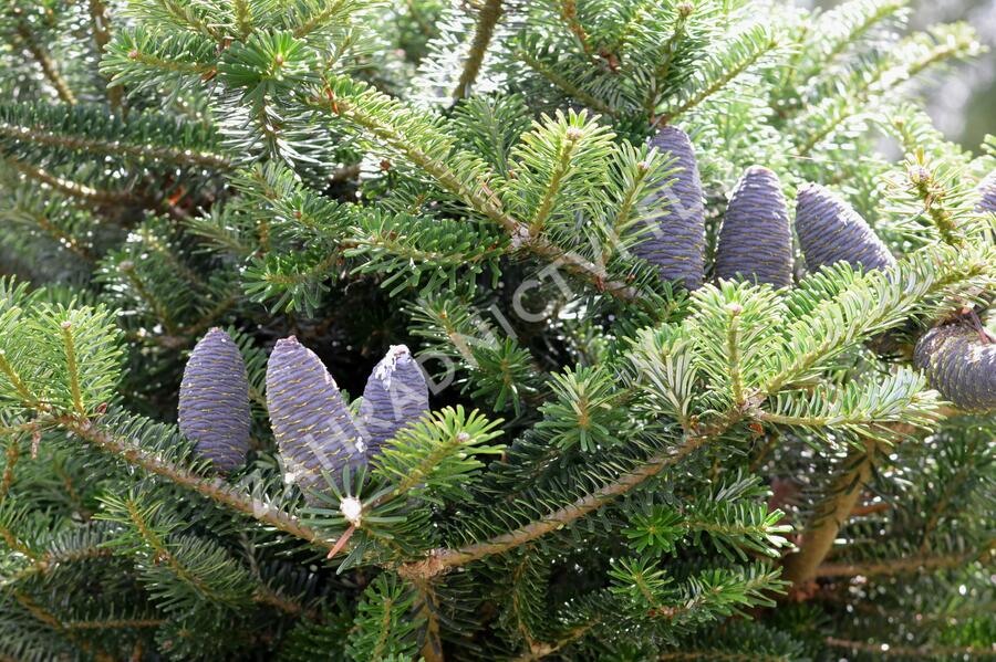 Jedle korejská - Abies koreana