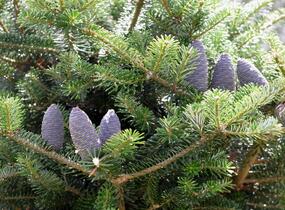 Jedle korejská - Abies koreana