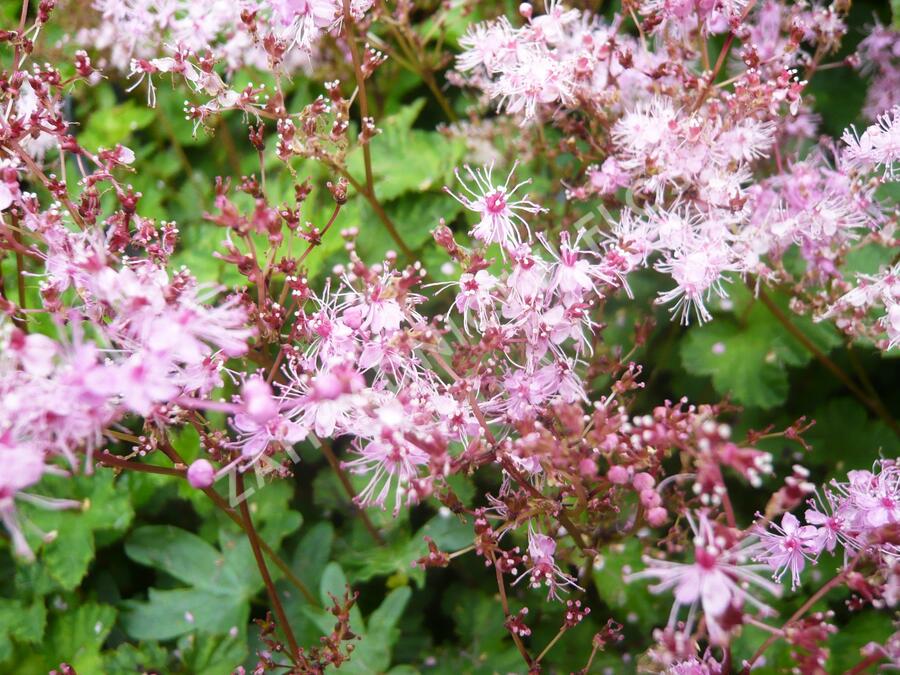 Tužebník 'Göteborg' - Filipendula palmata 'Göteborg'