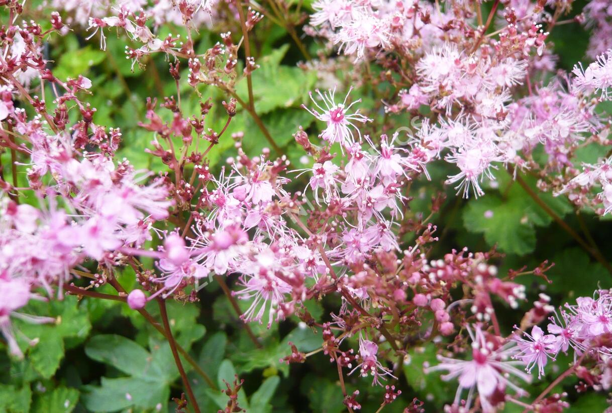 Tužebník 'Göteborg' - Filipendula palmata 'Göteborg'