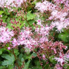 Tužebník 'Göteborg' - Filipendula palmata 'Göteborg'