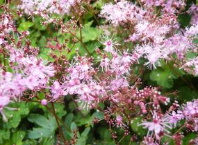 Tužebník 'Göteborg' - Filipendula palmata 'Göteborg'