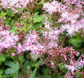 Tužebník 'Göteborg' - Filipendula palmata 'Göteborg'