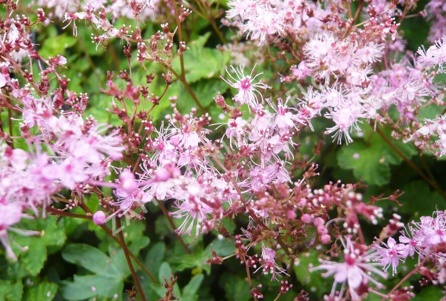 Tužebník 'Göteborg' - Filipendula palmata 'Göteborg'