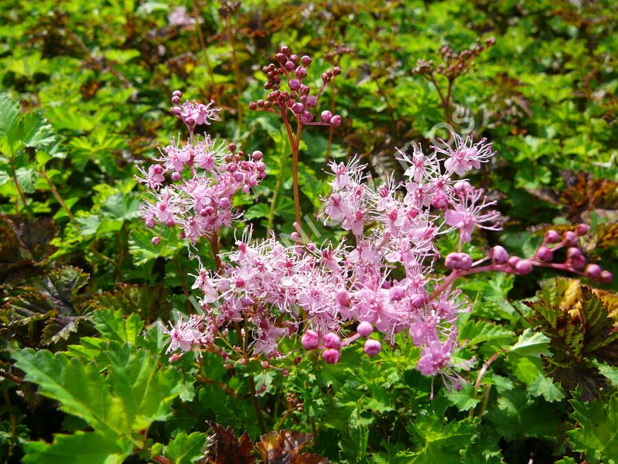 Tužebník 'Göteborg' - Filipendula palmata 'Göteborg'