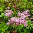 Tužebník 'Göteborg' - Filipendula palmata 'Göteborg'