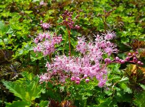 Tužebník 'Göteborg' - Filipendula palmata 'Göteborg'