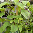 Davidie listenová - Davidia involucrata