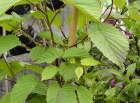 Davidie listenová - Davidia involucrata