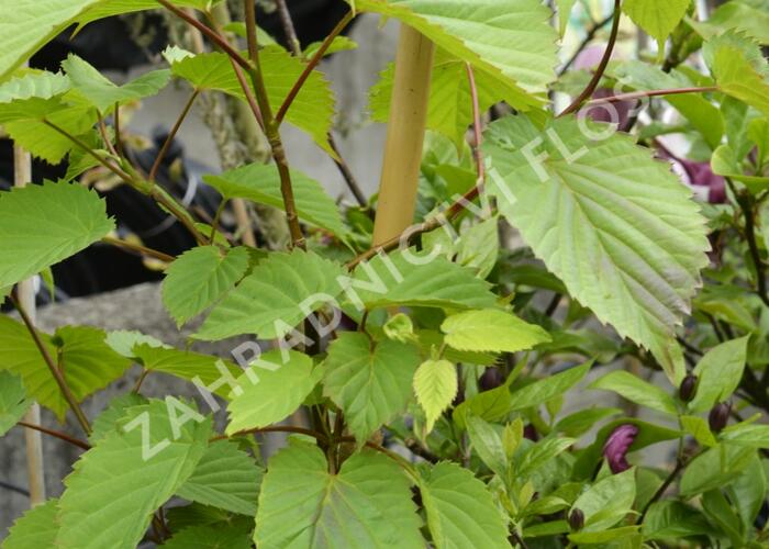Davidie listenová - Davidia involucrata
