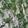 Davidie listenová - Davidia involucrata