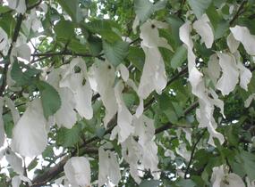 Davidie listenová - Davidia involucrata