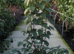 Davidie listenová - Davidia involucrata