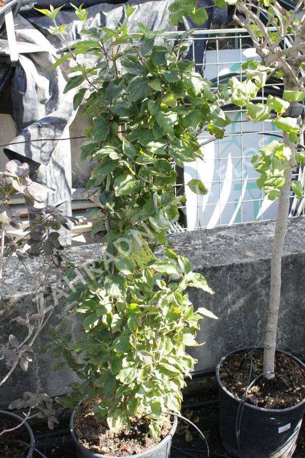 Dřín lékařský - Cornus officinalis