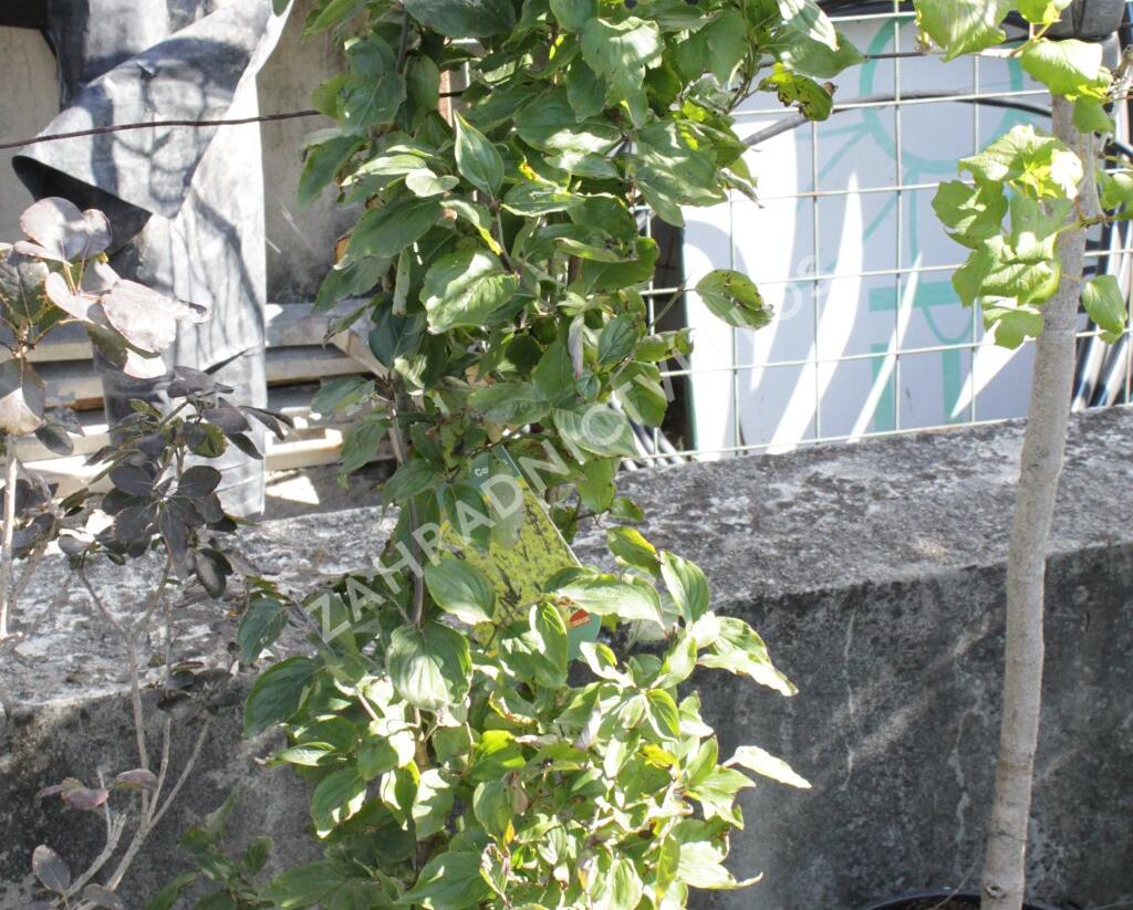 Dřín lékařský - Cornus officinalis