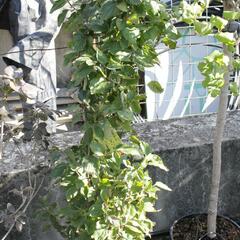 Dřín lékařský - Cornus officinalis