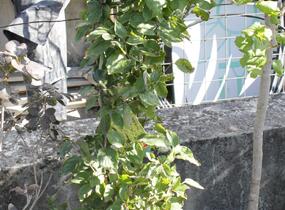Dřín lékařský - Cornus officinalis
