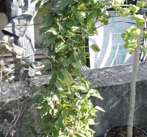 Dřín lékařský - Cornus officinalis