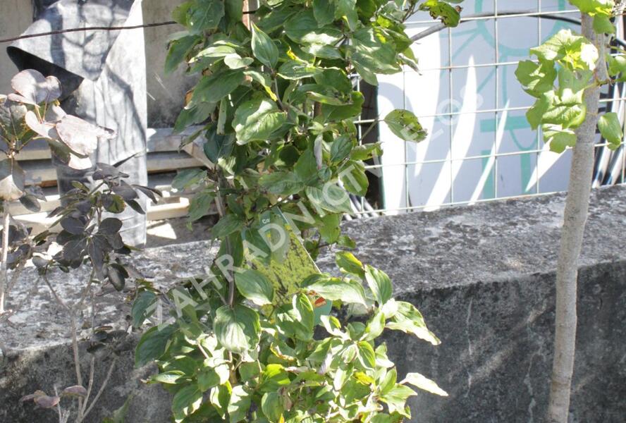 Dřín lékařský - Cornus officinalis