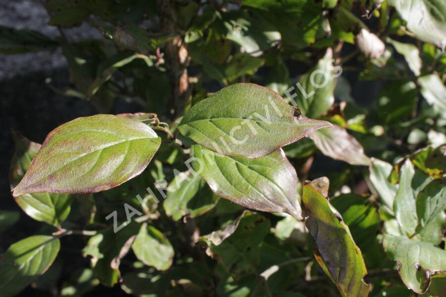 Dřín lékařský - Cornus officinalis