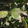 Dřín lékařský - Cornus officinalis