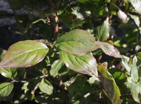 Dřín lékařský - Cornus officinalis