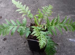 Woodwardia - Woodwardia fimbriata