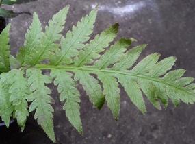Woodwardia - Woodwardia fimbriata