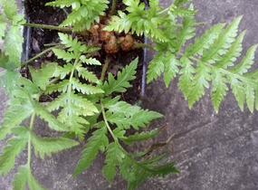 Woodwardia - Woodwardia fimbriata