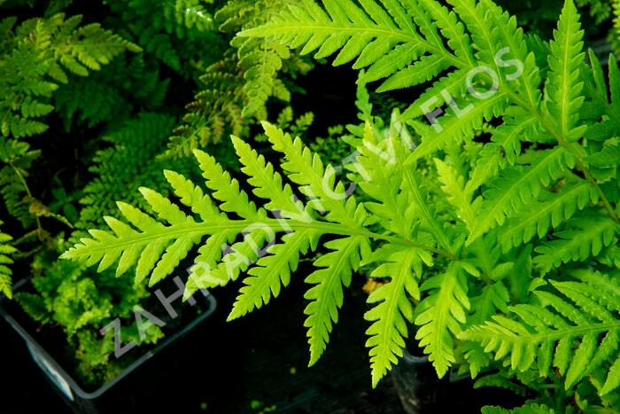 Woodwardia - Woodwardia fimbriata