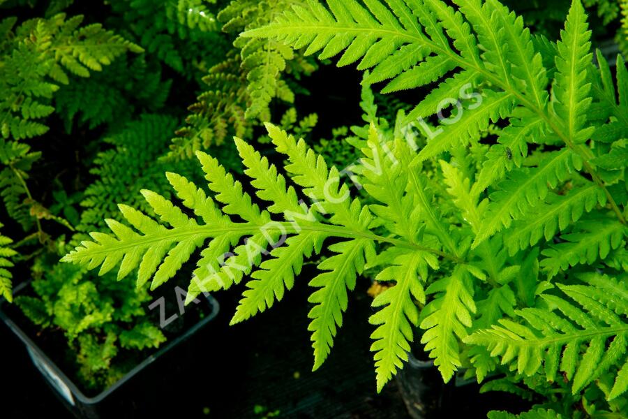 Woodwardia - Woodwardia fimbriata