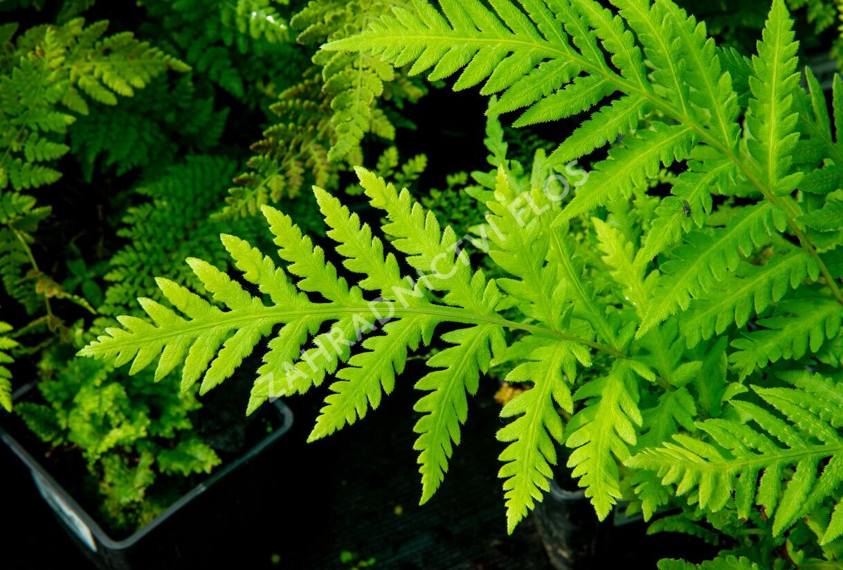 Woodwardia - Woodwardia fimbriata
