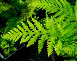Woodwardia