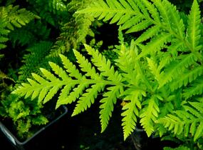 Woodwardia - Woodwardia fimbriata