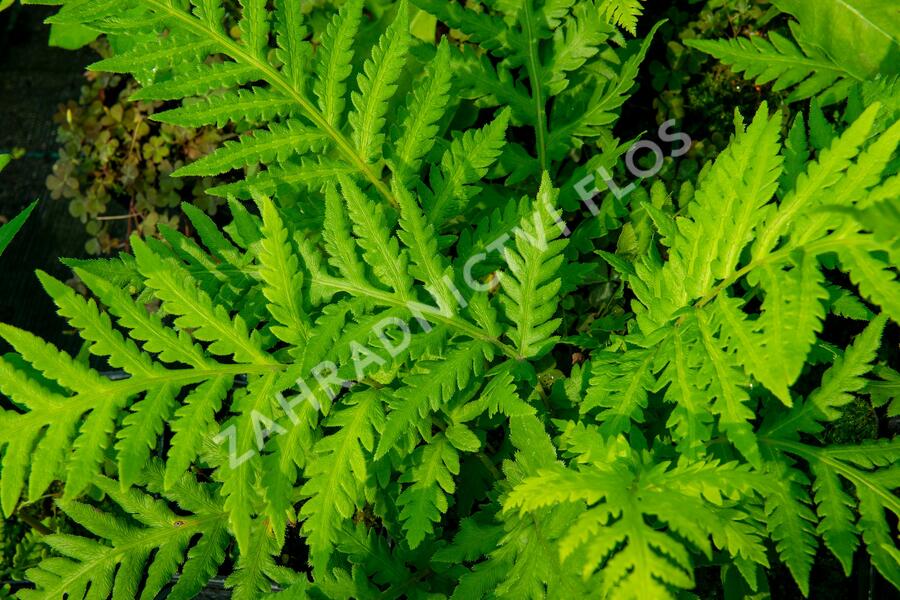 Woodwardia - Woodwardia fimbriata