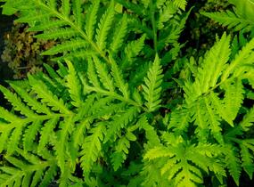 Woodwardia - Woodwardia fimbriata