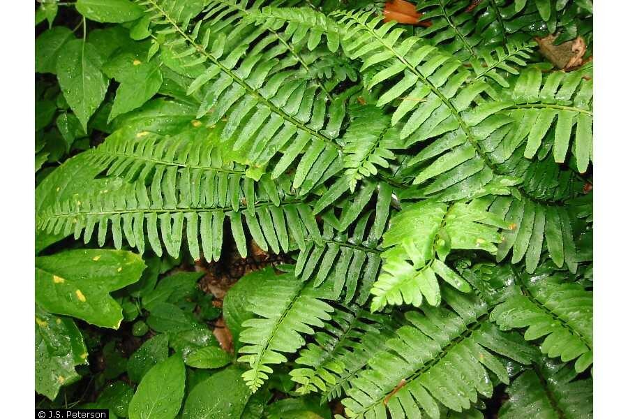 kapradina prašnatcovitá - Polystichum acrostichoides
