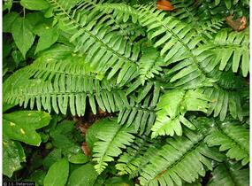kapradina prašnatcovitá - Polystichum acrostichoides