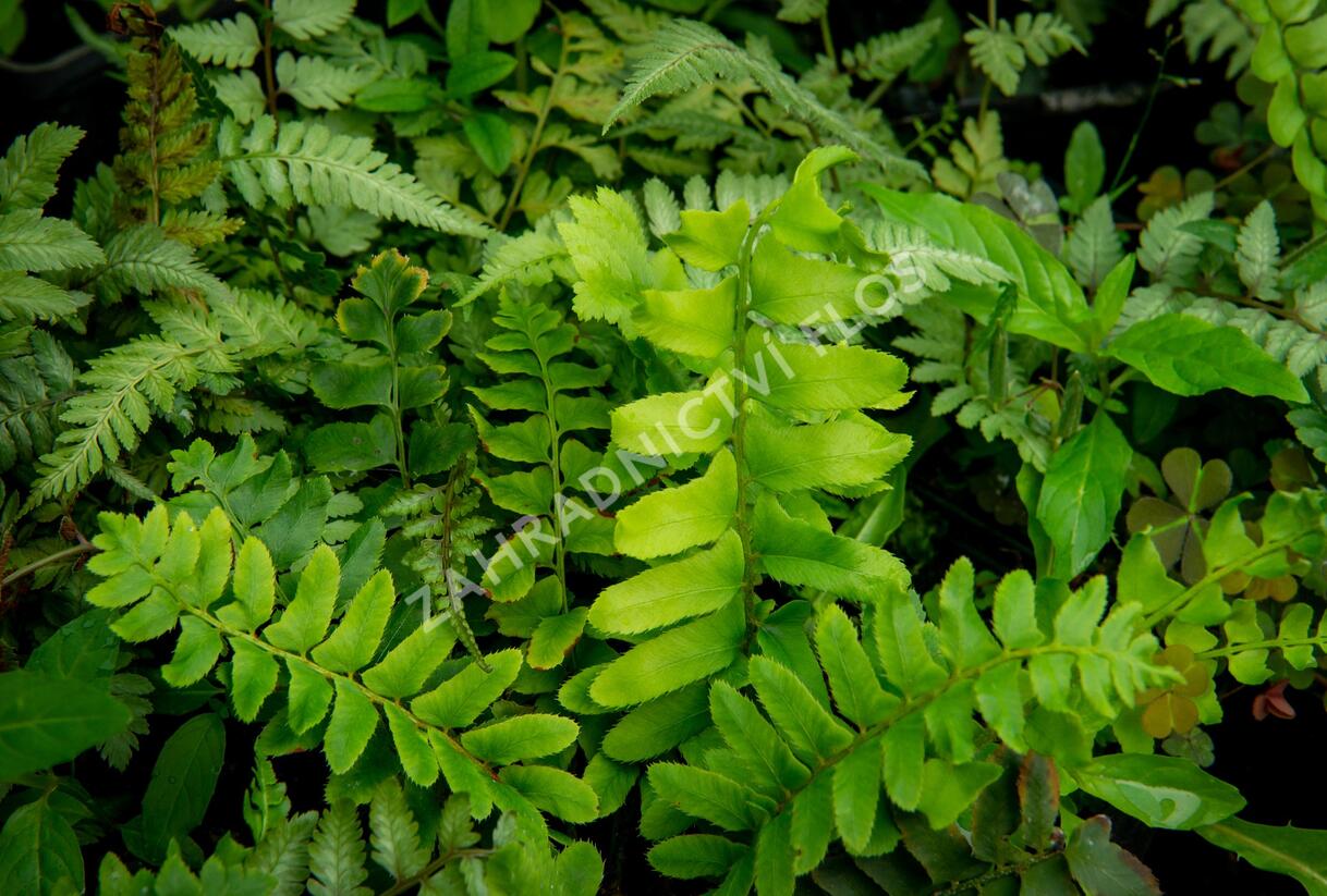 kapradina prašnatcovitá - Polystichum acrostichoides