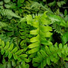 Kapradina acrostichoides - Polystichum acrostichoides