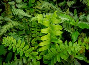 kapradina prašnatcovitá - Polystichum acrostichoides